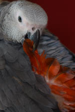 yaco