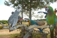 loros