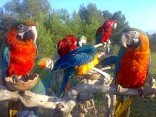 guacamayo